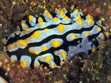 Swollen Phyllidia - Phyllidia varicosa - Bali, Indonesia