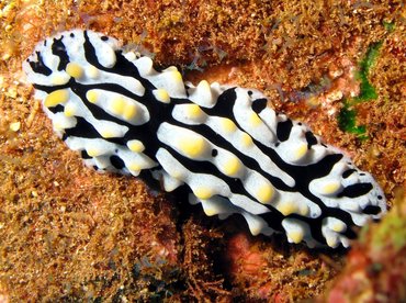 Swollen Phyllidia - Phyllidia varicosa - Lanai, Hawaii