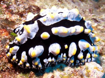 Swollen Phyllidia - Phyllidia varicosa - Big Island, Hawaii