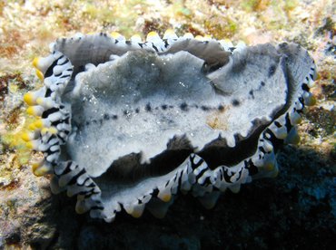 Swollen Phyllidia - Phyllidia varicosa - Big Island, Hawaii