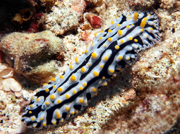 Swollen Phyllidia - Phyllidia varicosa - Big Island, Hawaii