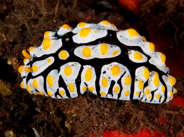 Swollen Phyllidia - Phyllidia varicosa - Bali, Indonesia