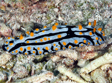 Swollen Phyllidia - Phyllidia varicosa - Wakatobi, Indonesia