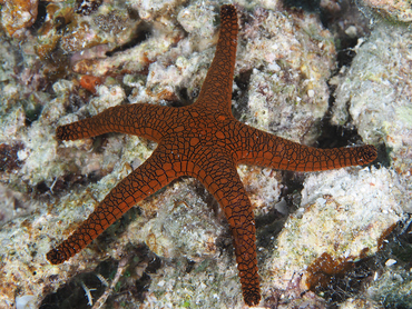 Indian Sea Star - Fromia indica - Great Barrier Reef, Australia