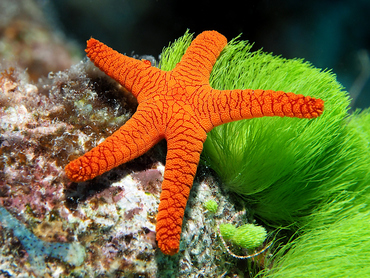 Indian Sea Star - Fromia indica - Great Barrier Reef, Australia