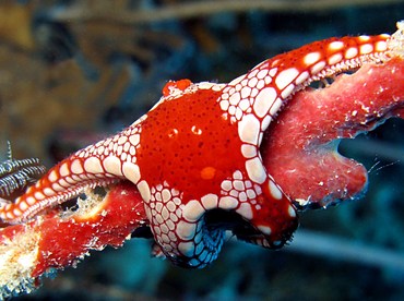 Peppermint Sea Star - Fromia monilis - Palau