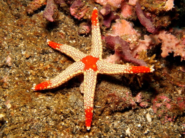 Peppermint Sea Star - Fromia monilis - Lembeh Strait, Indonesia