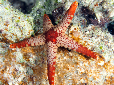 Peppermint Sea Star - Fromia monilis - Great Barrier Reef, Australia