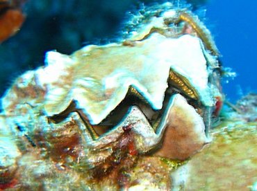 Frond Oyster - Dendostrea frons - Key Largo, Florida