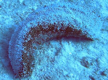 Furry Sea Cucumber - Astichopus multifidus - Cozumel, Mexico