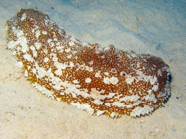 Furry Sea Cucumber - Astichopus multifidus - Grand Cayman