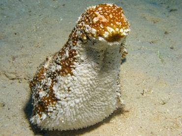 Furry Sea Cucumber - Astichopus multifidus - Grand Cayman