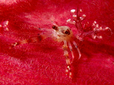 Twin-Spotted Squat Lobster - Galathea Bimaculata - Fiji