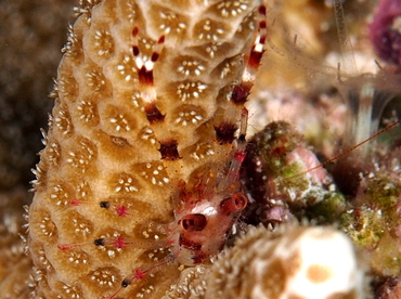 Twin-Spotted Squat Lobster - Galathea Bimaculata - Palau