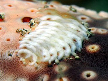 Sea Cumcumber Scale Worm - Gastrolepidia clavigera - Lembeh Strait, Indonesia