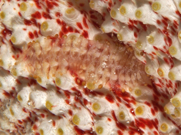 Sea Cumcumber Scale Worm - Gastrolepidia clavigera - Wakatobi, Indonesia