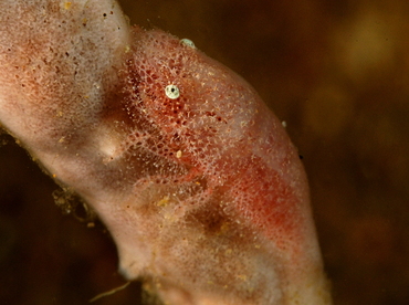 Cryptic Sponge Shrimp - Gelastocaris paronae - Anilao, Philippines