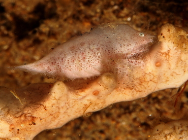 Cryptic Sponge Shrimp - Gelastocaris paronae - Anilao, Philippines