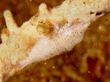 Cryptic Sponge Shrimp - Gelastocaris paronae - Anilao, Philippines