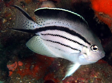 Blackstriped Angelfish - Genicanthus lamarck - Anilao, Philippines