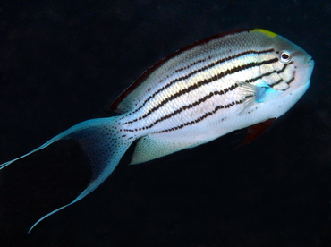 Blackstriped Angelfish - Genicanthus lamarck - Anilao, Philippines