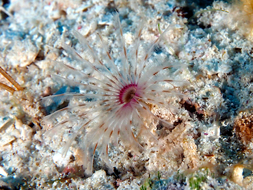 Ghost Feather Duster - Anamobaea sp. - Cozumel, Mexico