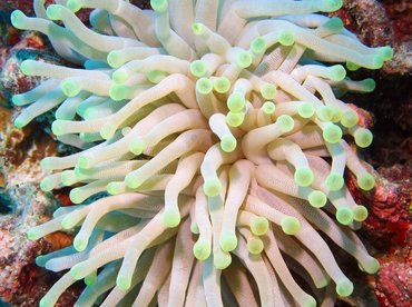 Giant Anemone - Condylactis gigantea - Aruba