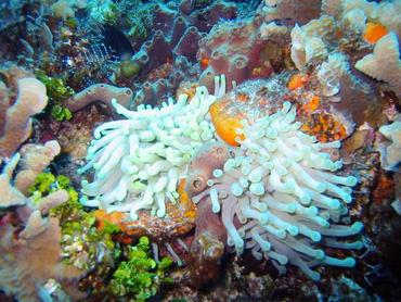 Giant Anemone - Condylactis gigantea - Cozumel, Mexico