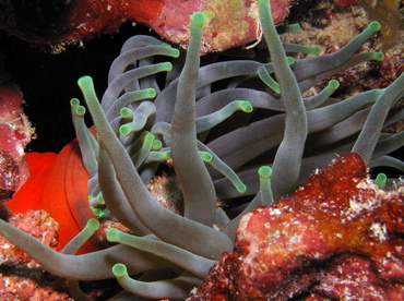Giant Anemone - Condylactis gigantea - Grand Cayman