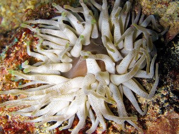 Giant Anemone - Condylactis gigantea - Cozumel, Mexico