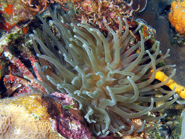 Giant Anemone - Condylactis gigantea - Cozumel, Mexico