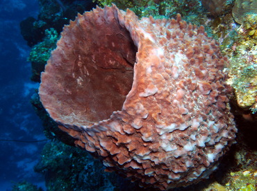 Giant Barrel Sponge - Xestospongia muta - Turks and Caicos