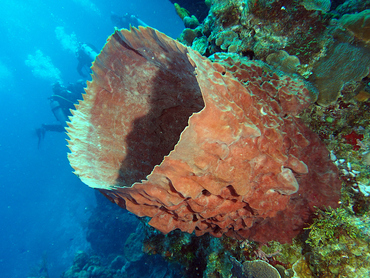 Giant Barrel Sponge - Xestospongia muta - Cozumel, Mexico