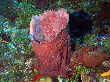 Giant Barrel Sponge - Xestospongia muta - Cozumel, Mexico