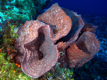 Giant Barrel Sponge - Xestospongia muta - Cozumel, Mexico