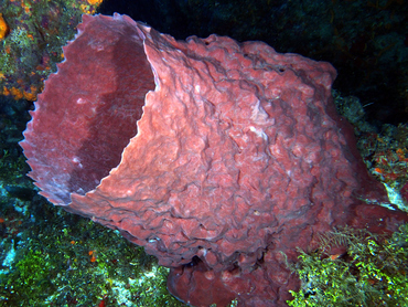 Giant Barrel Sponge - Xestospongia muta - Cozumel, Mexico