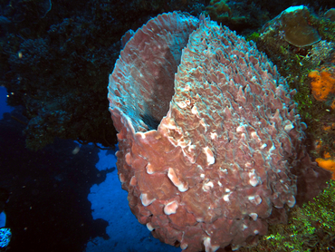 Giant Barrel Sponge - Xestospongia muta - Cozumel, Mexico