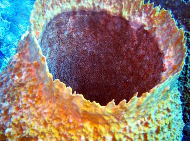 Giant Barrel Sponge - Xestospongia muta - Turks and Caicos