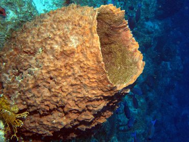 Giant Barrel Sponge - Xestospongia muta - Turks and Caicos