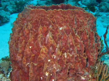 Giant Barrel Sponge - Xestospongia muta - Isla Mujeres, Mexico