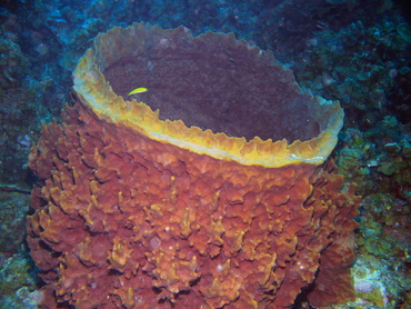 Giant Barrel Sponge - Xestospongia muta - Grand Cayman