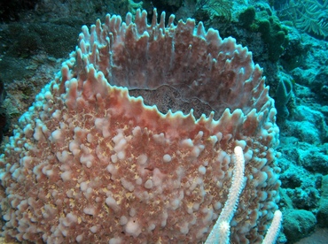 Giant Barrel Sponge - Xestospongia muta - Grand Cayman
