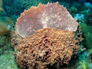 Giant Barrel Sponge - Xestospongia muta - Belize