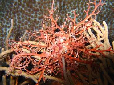 Giant Basketstar Star - Astrophyton muricatum - Bonaire