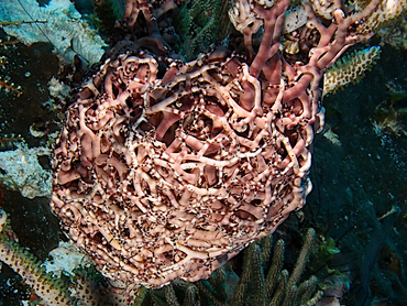 Giant Basketstar Star - Astrophyton muricatum - Cozumel, Mexico