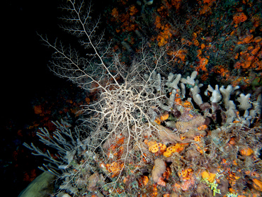 Giant Basketstar Star - Astrophyton muricatum - Cozumel, Mexico