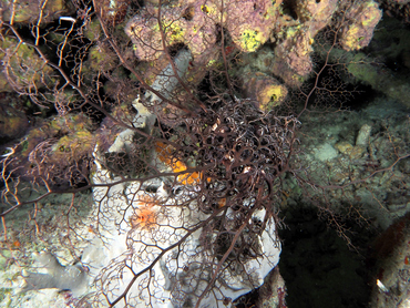 Giant Basketstar Star - Astrophyton muricatum - Bonaire