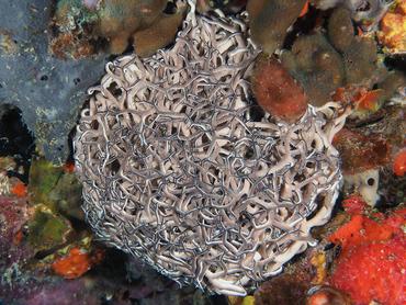 Giant Basketstar Star - Astrophyton muricatum - British Virgin Islands