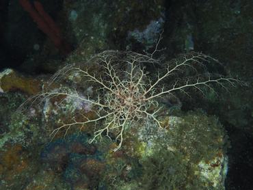 Giant Basketstar Star - Astrophyton muricatum - British Virgin Islands
