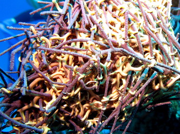 Giant Basketstar Star - Astrophyton muricatum - Nassau, Bahamas